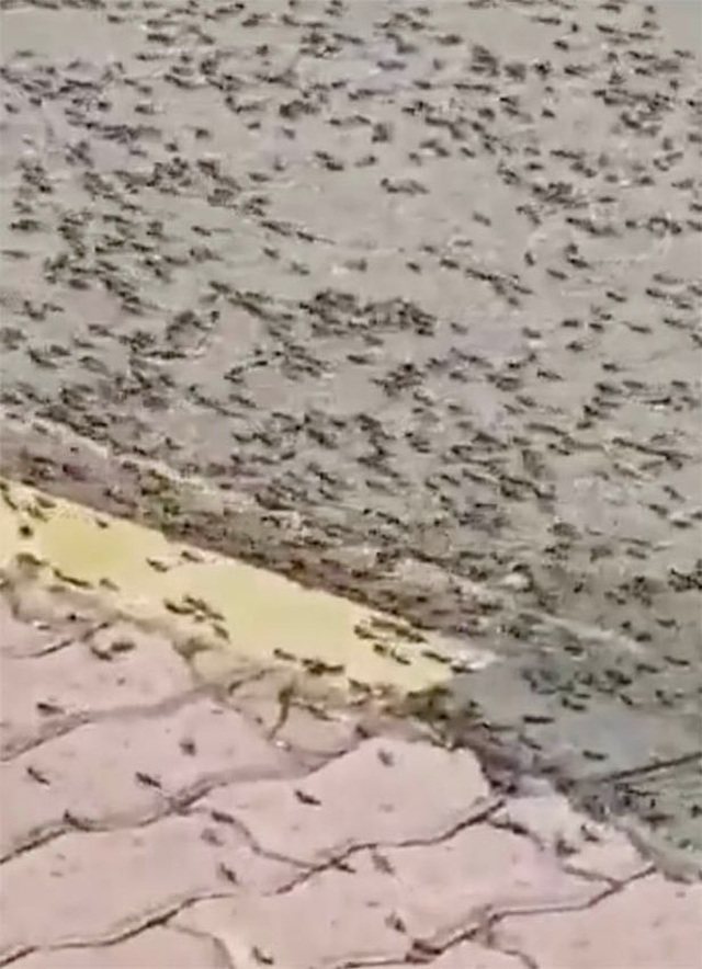 Bầy châu chấu hàng triệu con xâm chiếm đường phố