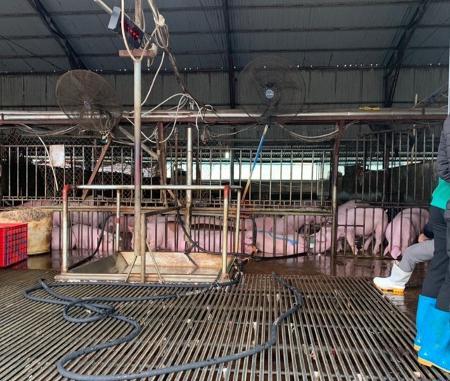 Ngày 1/4: Giá thịt lợn móc hàm vẫn cao ngất ngưởng trên 110 nghìn đồng/kg - 3