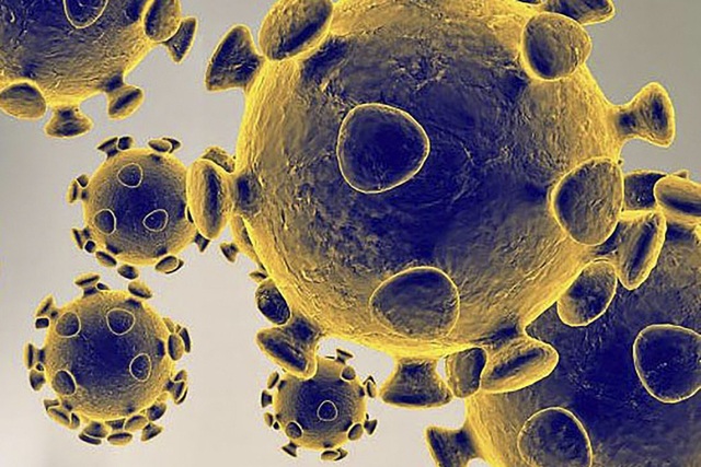 Phát hiện chất trên loài dơi có thể ức chế virus SARS-CoV-2 sinh sôi - 1 Phát hiện chất trên loài dơi có thể ức chế virus SARS-CoV-2 sinh sôi - 1