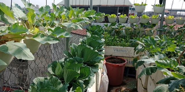 Mãn nhãn “khu vườn trên mây” tốt như nông trại của ông bố đảm Hà Nội - 11 Mãn nhãn “khu vườn trên mây” tốt như nông trại của ông bố đảm Hà Nội - 11
