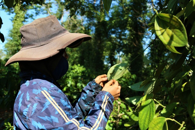 Nhìn hốt hoảng tưởng sâu hóa ra đặc sản có một không hai ở Tây Nguyên - 6 Nhìn hốt hoảng tưởng sâu hóa ra đặc sản có một không hai ở Tây Nguyên - 6