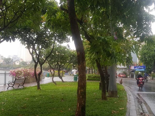 Sài Gòn đón mưa vàng.jpg Sài Gòn đón mưa vàng.jpg
