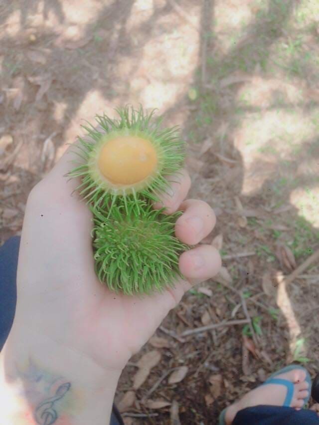 Chôm chôm vàng tưởng của nhà giàu sang chảnh, lại là quả dại ven rừng - 6 Chôm chôm vàng tưởng của nhà giàu sang chảnh, lại là quả dại ven rừng - 6
