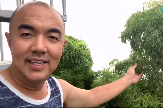 NSND Hồng Vân, Quốc Thuận khoe vườn nhà xum xuê cây trái để tránh dịch - 6 NSND Hồng Vân, Quốc Thuận khoe vườn nhà xum xuê cây trái để tránh dịch - 6