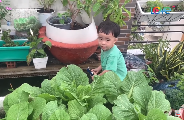 NSND Hồng Vân, Quốc Thuận khoe vườn nhà xum xuê cây trái để tránh dịch - 8