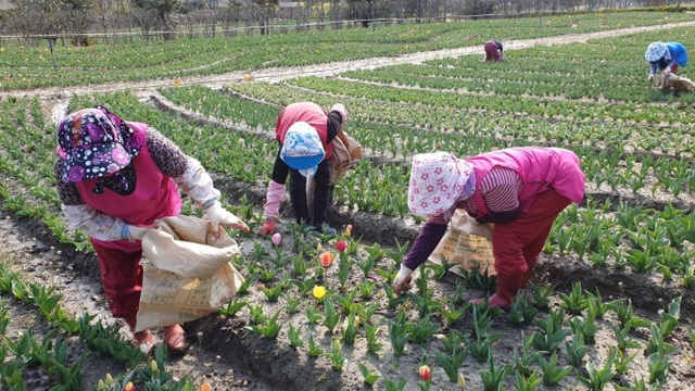 Nhổ 1 triệu bông hoa tulip để ngăn khách đến tham quan - 1