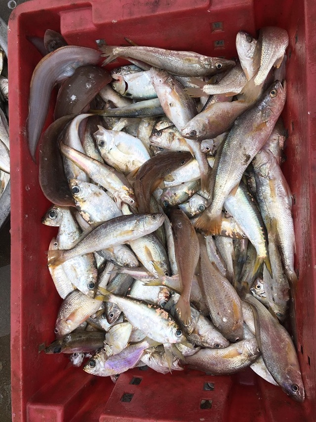 Mất việc vì Covid-19, ra biển bắt tôm cá trúng 1 triệu đồng/ngày - 3 Mất việc vì Covid-19, ra biển bắt tôm cá trúng 1 triệu đồng/ngày - 3