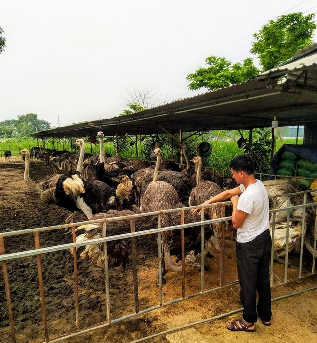 Bỏ túi hàng trăm triệu đồng mỗi năm nhờ mô hình nuôi đà điểu khép kín - 1 Bỏ túi hàng trăm triệu đồng mỗi năm nhờ mô hình nuôi đà điểu khép kín - 1