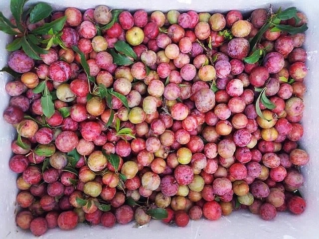Mận đầu mùa giá chát 300 ngàn đồng/kg, chị em canh mua từng cân - 1 Mận đầu mùa giá chát 300 ngàn đồng/kg, chị em canh mua từng cân - 1