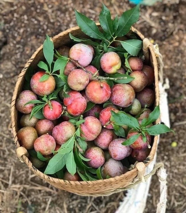 Mận đầu mùa giá chát 300 ngàn đồng/kg, chị em canh mua từng cân - 2 Mận đầu mùa giá chát 300 ngàn đồng/kg, chị em canh mua từng cân - 2