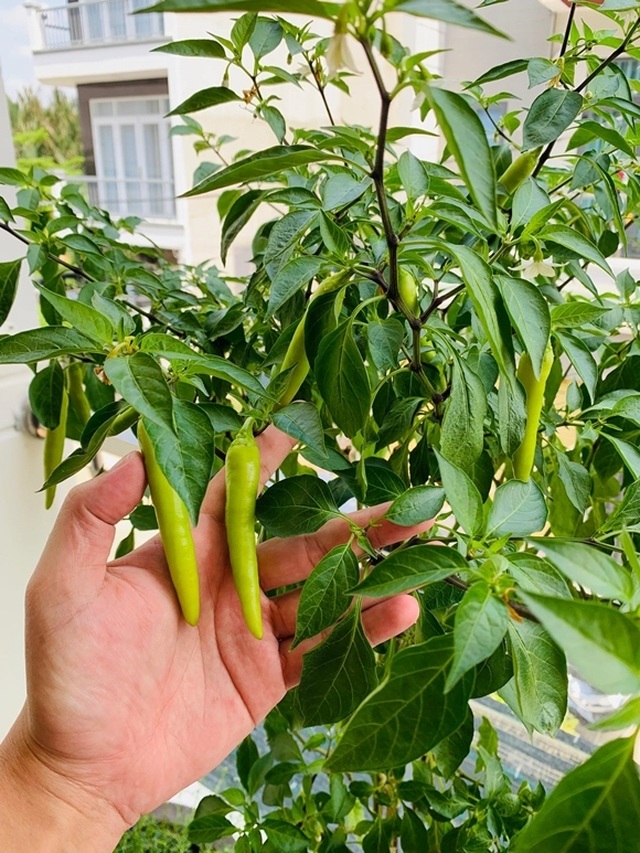 Vườn rau, trái cây xanh mướt mát của gia đình Hải Băng - Thành Đạt - 12 Vườn rau, trái cây xanh mướt mát của gia đình Hải Băng - Thành Đạt - 12