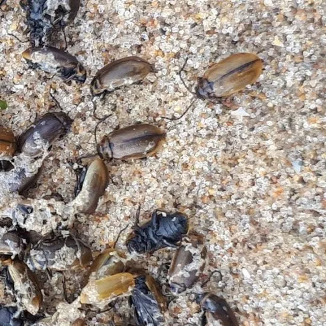 Bí ẩn hàng triệu con bọ phủ kín bãi biển - Ảnh minh hoạ 2