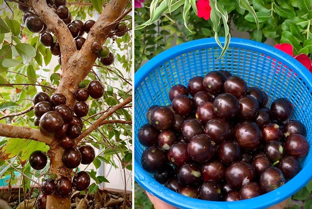 Ngất ngây với vườn cây trái trĩu quả của ca sĩ Mỹ Lệ - 9 Ngất ngây với vườn cây trái trĩu quả của ca sĩ Mỹ Lệ - 9