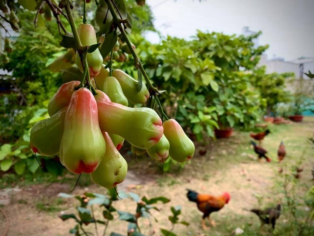 Ngất ngây với vườn cây trái trĩu quả của ca sĩ Mỹ Lệ - 13 Ngất ngây với vườn cây trái trĩu quả của ca sĩ Mỹ Lệ - 13