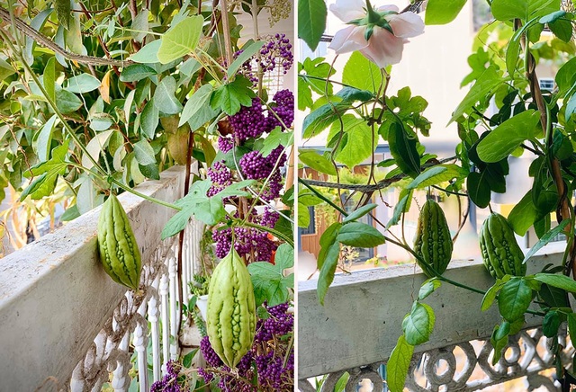 Ngất ngây với vườn cây trái trĩu quả của ca sĩ Mỹ Lệ - 6 Ngất ngây với vườn cây trái trĩu quả của ca sĩ Mỹ Lệ - 6