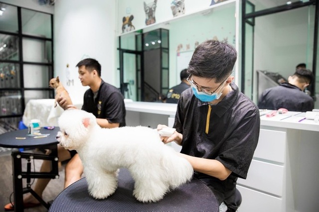 Dịch vụ đón thú cưng đi tắm, giải khuây cho chó mèo đắt hàng mùa dịch - 2 Dịch vụ đón thú cưng đi tắm, giải khuây cho chó mèo đắt hàng mùa dịch - 2