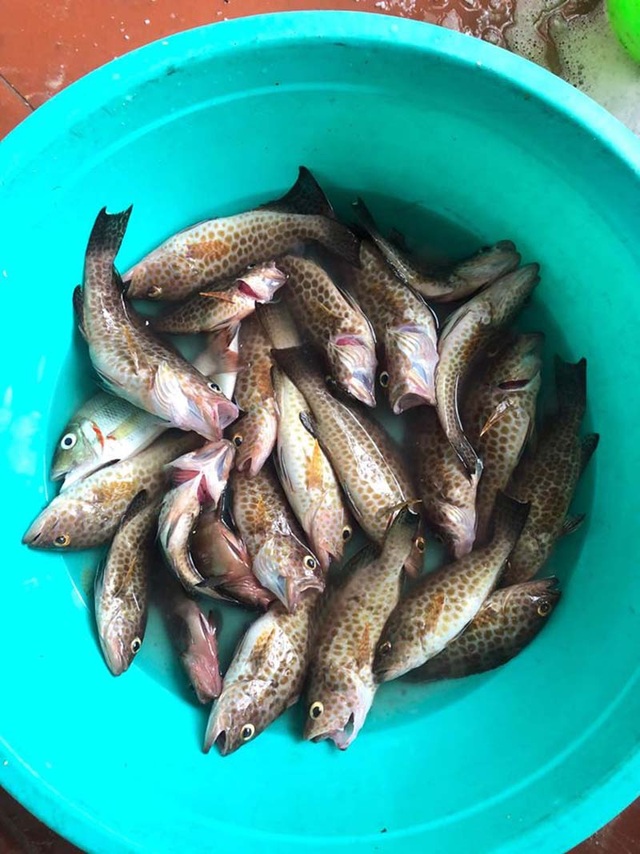 14 ngày trăng mật trên đảo hoang sơ của cặp vợ chồng Hà Tĩnh - 6 14 ngày trăng mật trên đảo hoang sơ của cặp vợ chồng Hà Tĩnh - 6