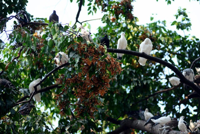 Ngắm hoa chò rơi.jpg Ngắm hoa chò rơi.jpg