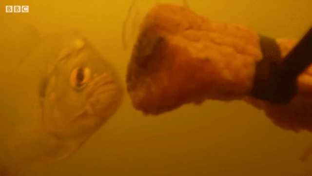 Điều gì xảy ra nếu không may rơi xuống hồ chứa loài cá ăn thịt? - 3