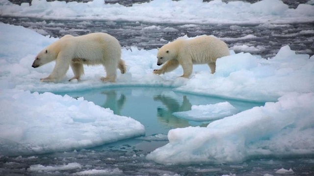 Bắc Cực sẽ hoàn toàn không có băng vào mùa hè trước năm 2050 - 1