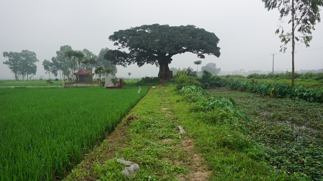 Chiêm ngưỡng “cụ” trôi nghìn năm tuổi ở Hà Nội, 2 năm mới ra hoa một lần - 1