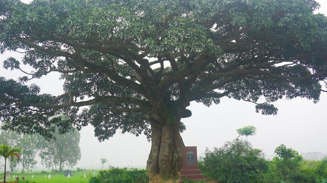 Chiêm ngưỡng “cụ” trôi nghìn năm tuổi ở Hà Nội, 2 năm mới ra hoa một lần - 3