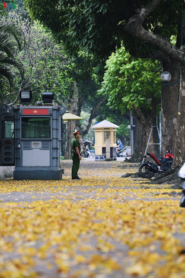 Phố phường Hà Nội đẹp nao lòng mùa sấu trút lá vàng - 1