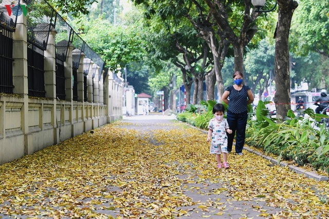 Phố phường Hà Nội đẹp nao lòng mùa sấu trút lá vàng - 10