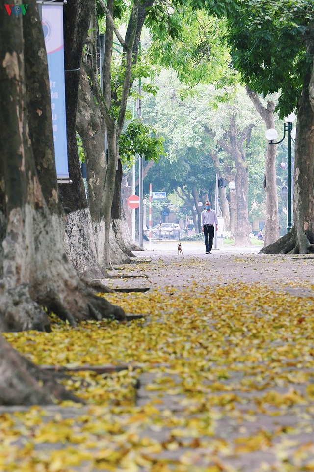 Phố phường Hà Nội đẹp nao lòng mùa sấu trút lá vàng - 14