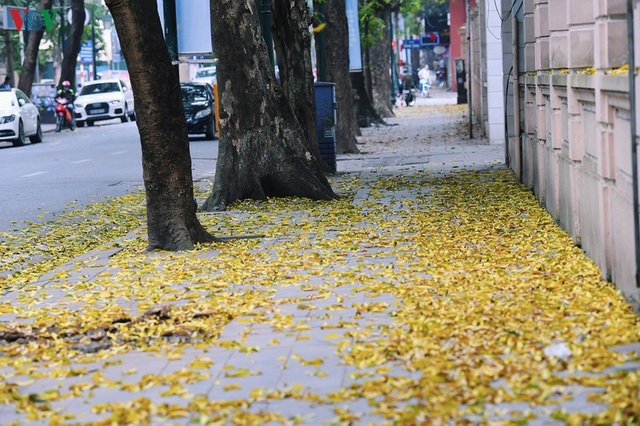 Phố phường Hà Nội đẹp nao lòng  mùa sấu trút lá vàng - 9