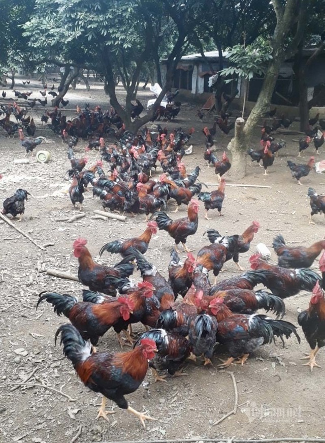 Ế vạn con gà ri, càng nuôi càng lỗ mong chờ giải cứu - 1 Ế vạn con gà ri, càng nuôi càng lỗ mong chờ giải cứu - 1