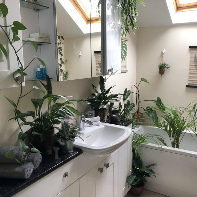 Căn nhà như rừng rậm nhiệt đới của chàng trai nghiện cây ở Anh - 6