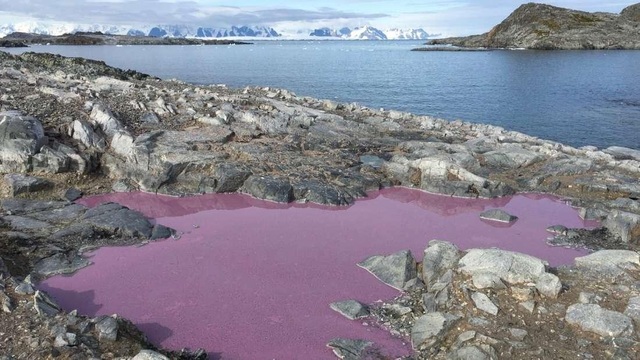 Bí ẩn ao nước màu tím ở Nam Cực - 1
