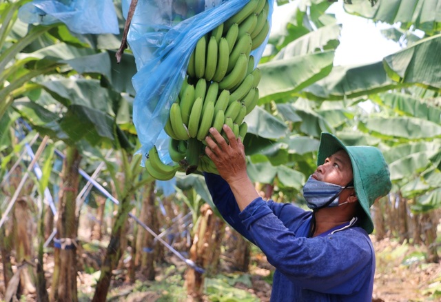 Nông nghiệp là bệ đỡ để kinh tế vượt qua thách thức do dịch Covid-19 - 3 Nông nghiệp là bệ đỡ để kinh tế vượt qua thách thức do dịch Covid-19 - 3