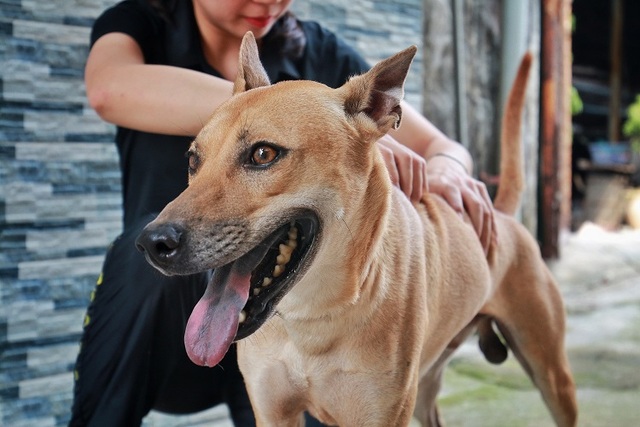 Chú chó Phú Quốc đắt giá nhất Việt Nam được đại gia khắp nơi “săn đón” - 1
