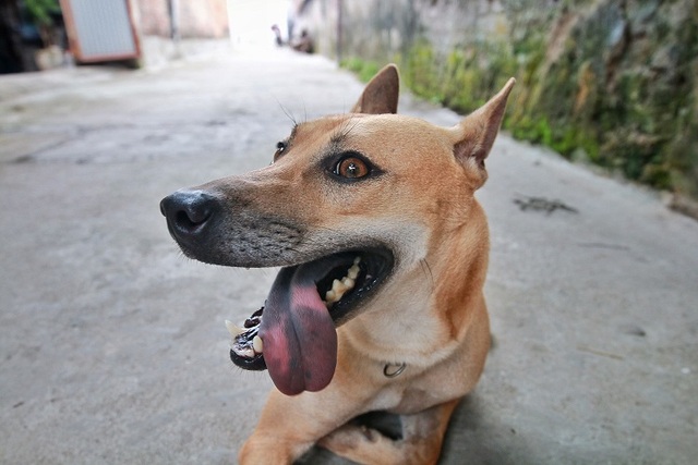 Chú chó Phú Quốc đắt giá nhất Việt Nam được đại gia khắp nơi “săn đón” - 5