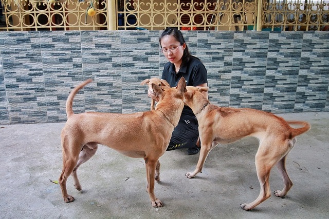 Chú chó Phú Quốc đắt giá nhất Việt Nam được đại gia khắp nơi “săn đón” - 6 Chú chó Phú Quốc đắt giá nhất Việt Nam được đại gia khắp nơi “săn đón” - 6
