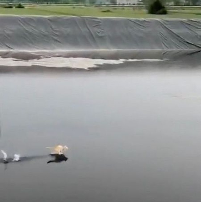 “Mèo kung-fu” chạy trên mặt nước gây bão mạng Trung Quốc