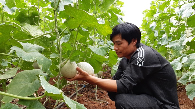 Thạc sĩ từ nước ngoài về trồng dưa lưới thu hàng trăm triệu đồng mỗi năm - 1 Thạc sĩ từ nước ngoài về trồng dưa lưới thu hàng trăm triệu đồng mỗi năm - 1