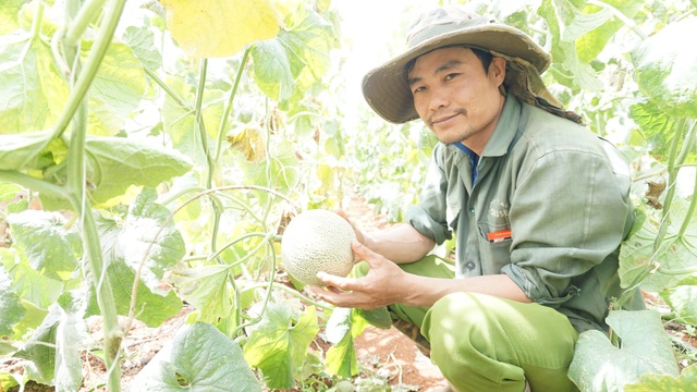Thạc sĩ từ nước ngoài về trồng dưa lưới thu hàng trăm triệu đồng mỗi năm - 6 Thạc sĩ từ nước ngoài về trồng dưa lưới thu hàng trăm triệu đồng mỗi năm - 6
