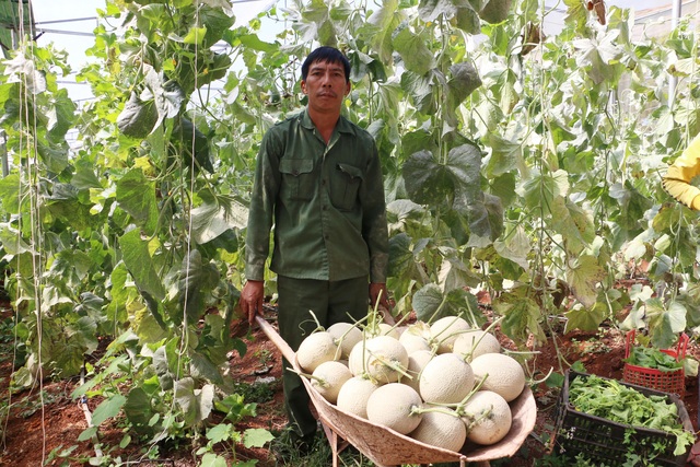 Thạc sĩ từ nước ngoài về trồng dưa lưới thu hàng trăm triệu đồng mỗi năm - 5 Thạc sĩ từ nước ngoài về trồng dưa lưới thu hàng trăm triệu đồng mỗi năm - 5