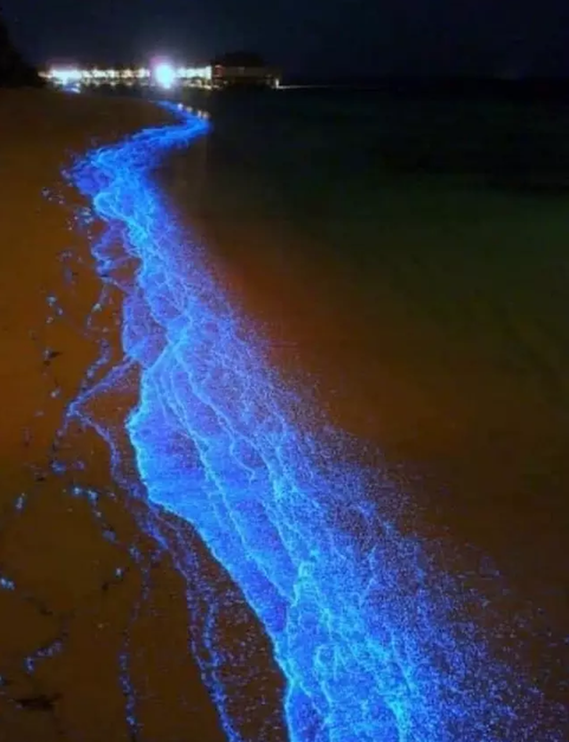 Nước biển Mexico phát ra ánh sáng xanh huyền ảo trong đêm - Ảnh minh hoạ 3