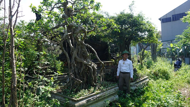 Khu vườn bỏ hoang toàn siêu cây bạc tỷ của đại gia nức tiếng một thời - 13 Khu vườn bỏ hoang toàn siêu cây bạc tỷ của đại gia nức tiếng một thời - 13