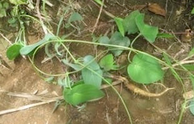10 loài cây dược liệu có nguy cơ tuyệt chủng ở khu bảo tồn thiên nhiên - 5 10 loài cây dược liệu có nguy cơ tuyệt chủng ở khu bảo tồn thiên nhiên - 5