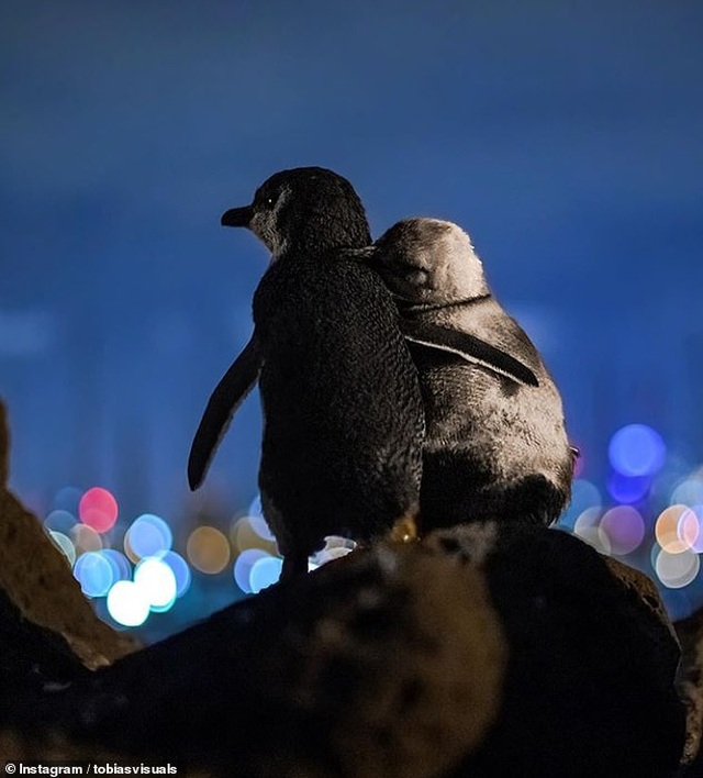 Bức ảnh chụp hai chú chim cánh cụt “đơn côi” gây sốt