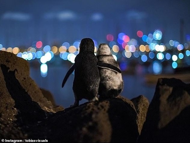 Bức ảnh chụp hai chú chim cánh cụt “đơn côi” gây sốt - Ảnh minh hoạ 3