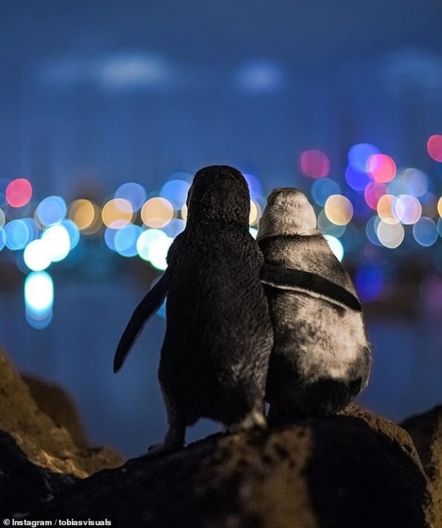 Bức ảnh chụp hai chú chim cánh cụt “đơn côi” gây sốt - Ảnh minh hoạ 2