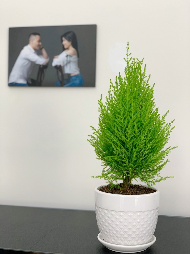 Ngắm ban công đầy hoa trong căn hộ của vợ chồng MC Hoàng Linh - 5 Ngắm ban công đầy hoa trong căn hộ của vợ chồng MC Hoàng Linh - 5