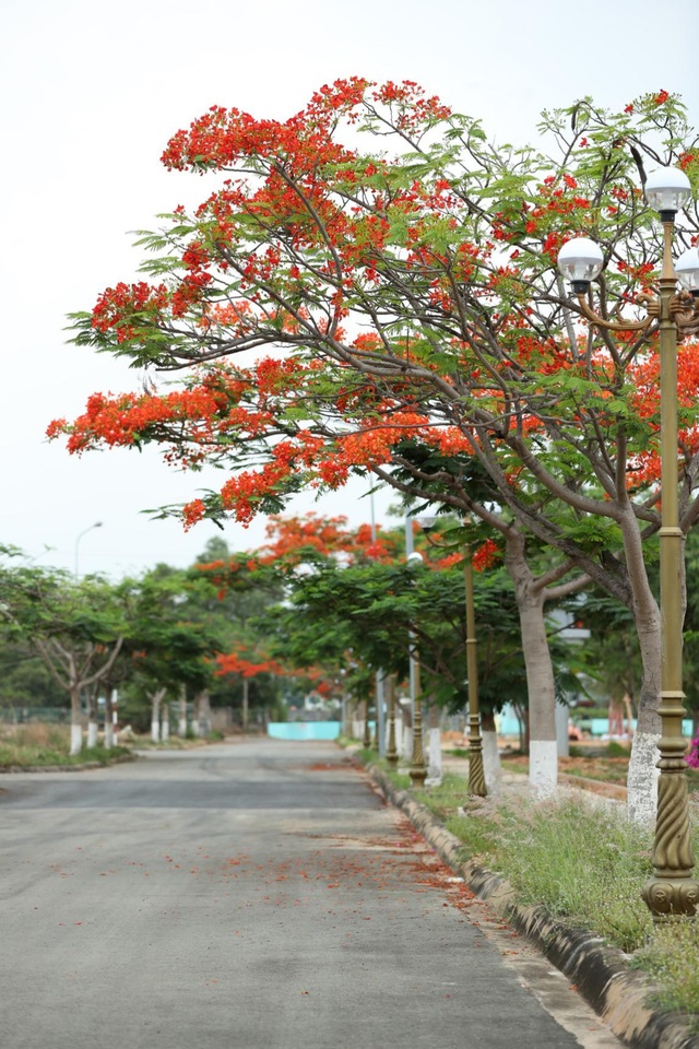 Một Sài Gòn dịu dàng trong sắc tím - 9