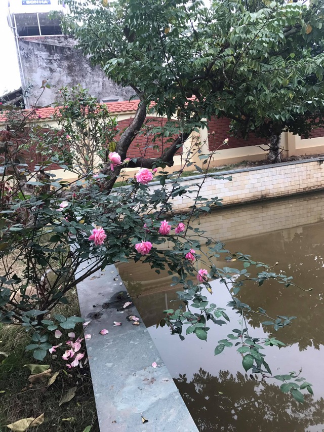Cận cảnh nhà cổ trăm tuổi toàn bằng gỗ quý, đẹp hiếm có ở Nam Định - 11 Cận cảnh nhà cổ trăm tuổi toàn bằng gỗ quý, đẹp hiếm có ở Nam Định - 11